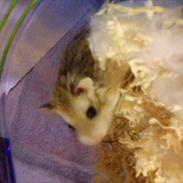 Dværghamster Jamilla R.I.P. SAVNET ! <3 <3