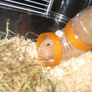 Hamster Junkie
