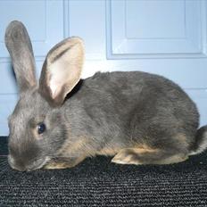 Kanin Snöflingans Blue Da Ba Dee