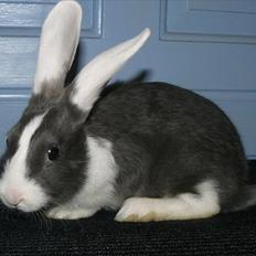 Kanin Snöflingans Blue Dragon