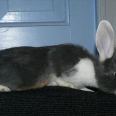 Kanin Snöflingans Blue Dragon