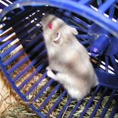 Hamster Shjemo