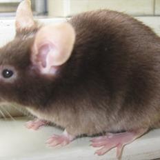 Mus woodstock´s Brownie