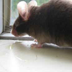 Mus woodstock´s Brownie