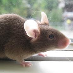 Mus woodstock´s Brownie