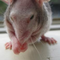 Mus woodstock´s Amour