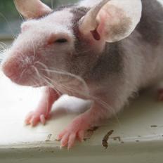 Mus woodstock´s Amour