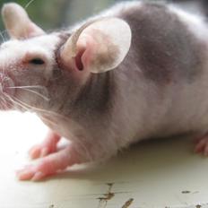 Mus woodstock´s Amour