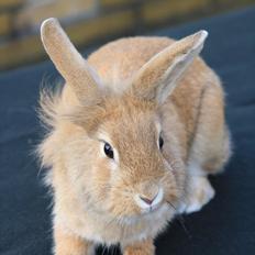 Kanin Milkas Zenna Safrina