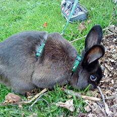 Kanin Snuske {R.I.P}