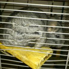 Chinchilla baby