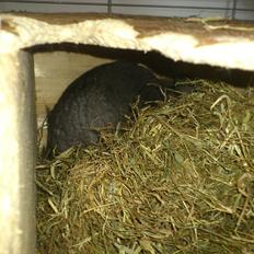 Chinchilla baby