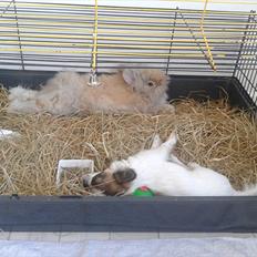 Kanin Pjuske R.I.P 3/6-2019