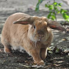 Kanin Øjesten (Engel)