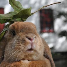 Kanin Øjesten (Engel)