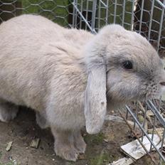 Kanin Magics Be My Angel