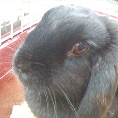 Kanin Black Beauti Star