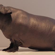 Marsvin Pivi Kvik Fita