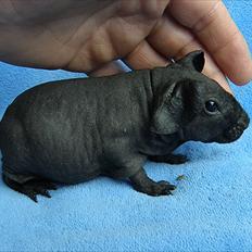 Marsvin Pivi Kvik Fita