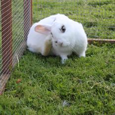 Kanin À Grømmas  Ninka-Ninus