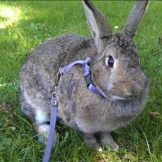 Kanin Thorsteds Bell *Savnet*