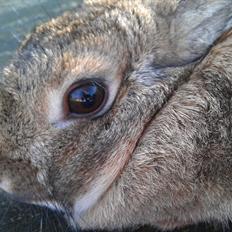 Kanin Thorsteds Bell *Savnet*