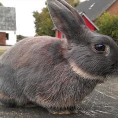Kanin Grå