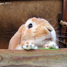 Kanin † Hidalgo † - Nu far <3 