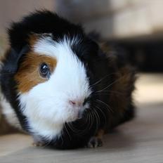 Marsvin Betty R.I.P :*