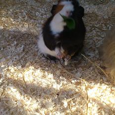 Marsvin Betty R.I.P :*