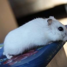 Dværghamster Mumle R.I.P <3