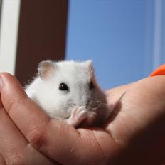 Dværghamster Mumle R.I.P <3
