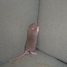 Tamrotte Trampe Trold RIP