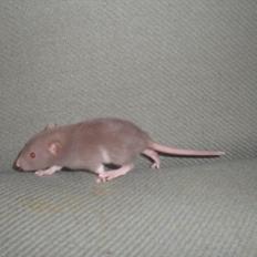 Tamrotte Trampe Trold RIP