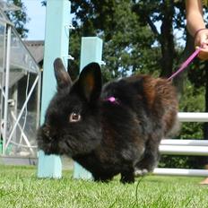 Kanin Speedy Cornsarles (forsvundet) :´(