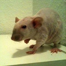 Tamrotte Fiona