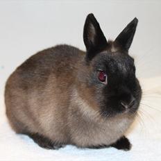 Kanin Cox "Hermelin"