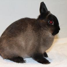 Kanin Cox "Hermelin"