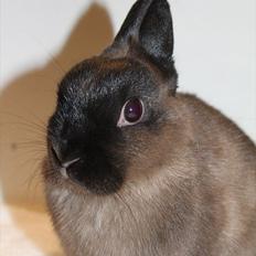 Kanin Cox "Hermelin"