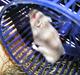 Hamster Shjemo