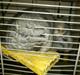 Chinchilla baby
