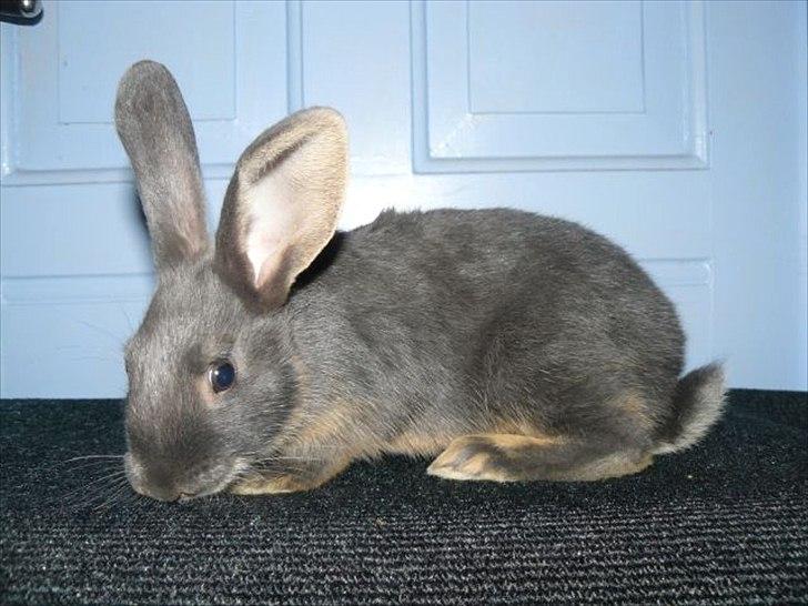 Kanin Snöflingans Blue Da Ba Dee billede 3