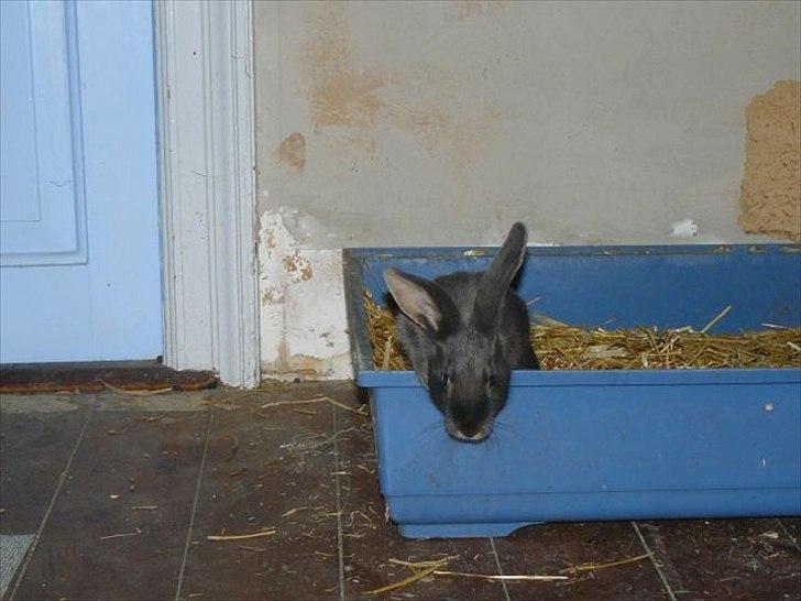 Kanin Snöflingans Blue Da Ba Dee billede 4