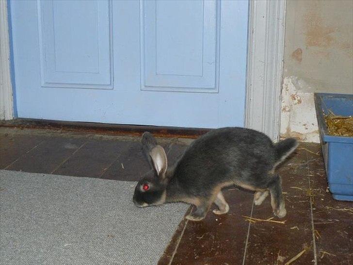 Kanin Snöflingans Blue Da Ba Dee billede 5