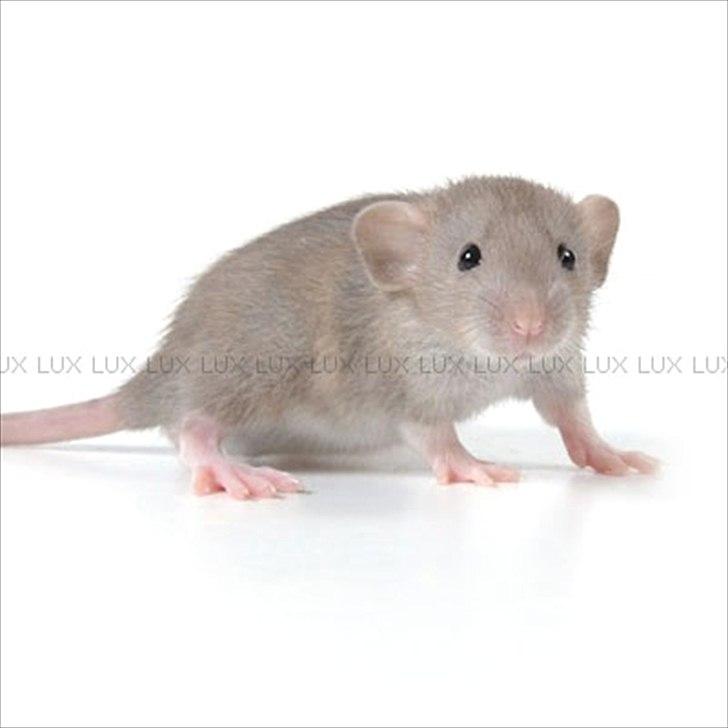 Tamrotte *Lux Soulstealer (Sjælestjæler)* - 3 september 2011, 3 uger gammel... billede 11