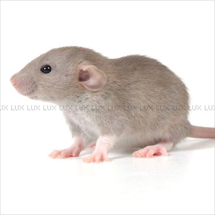 Tamrotte *Lux Soulstealer (Sjælestjæler)* - 3 september 2011, 3 uger gammel... billede 12