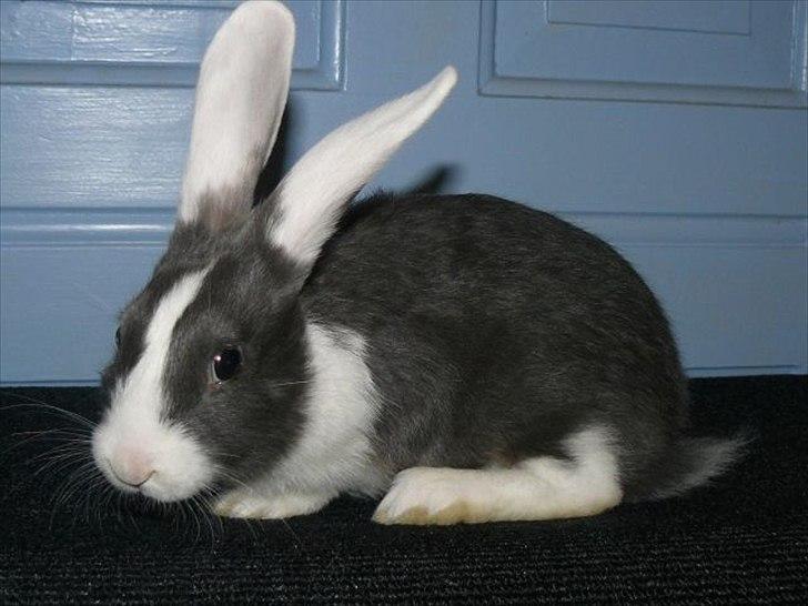 Kanin Snöflingans Blue Dragon billede 1