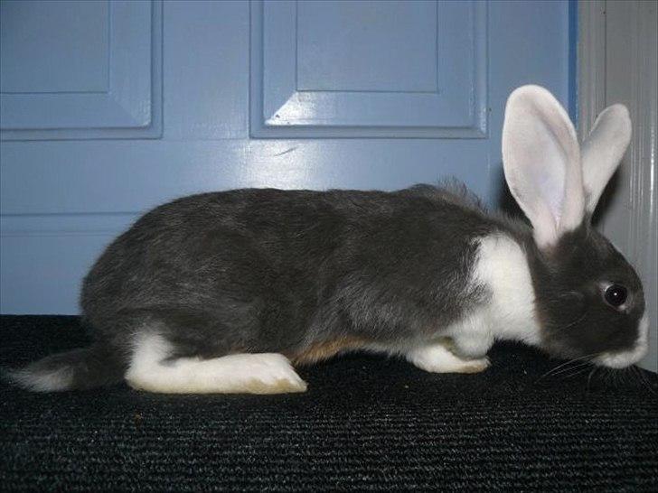 Kanin Snöflingans Blue Dragon billede 2