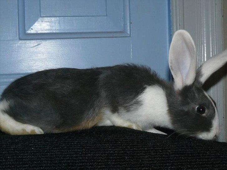 Kanin Snöflingans Blue Dragon billede 3