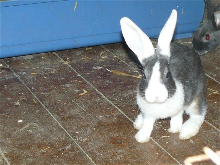 Kanin Snöflingans Blue Dragon billede 4